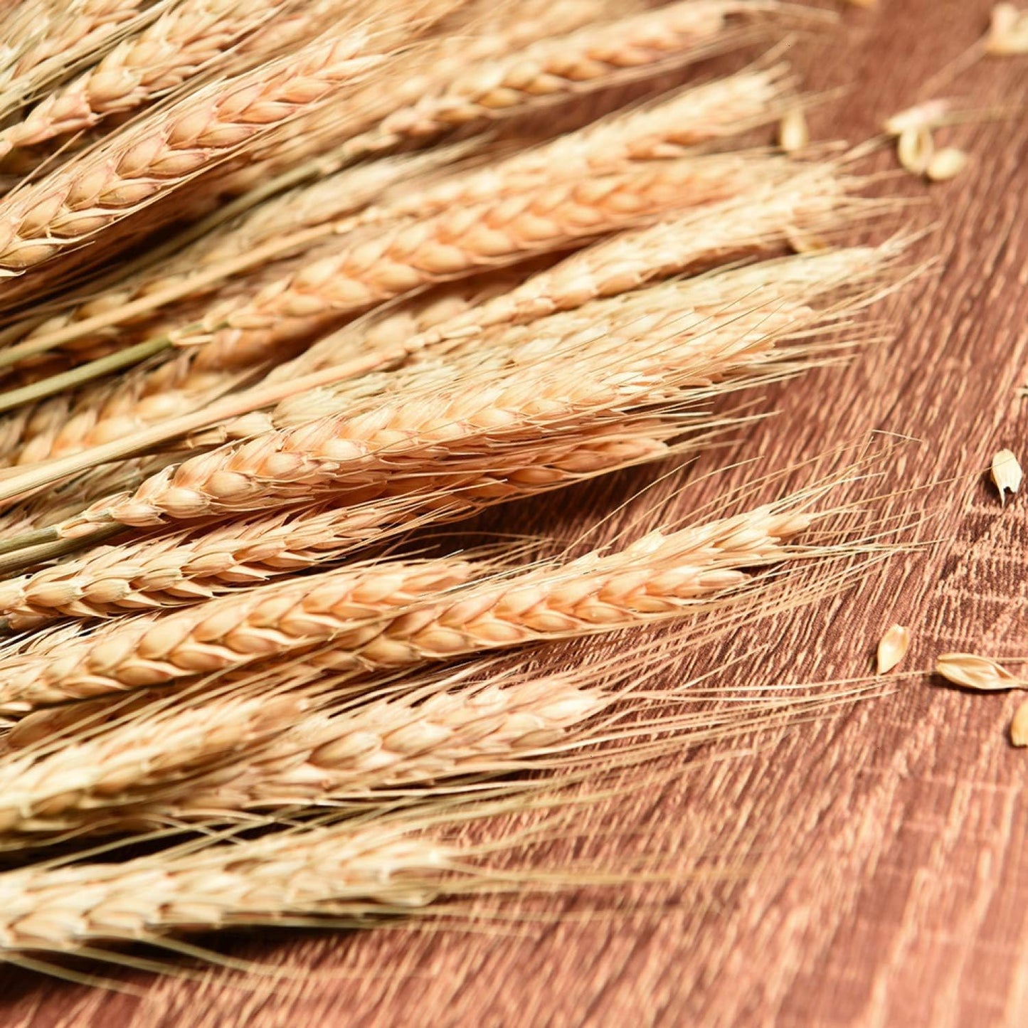 Dried Wheat Stalks