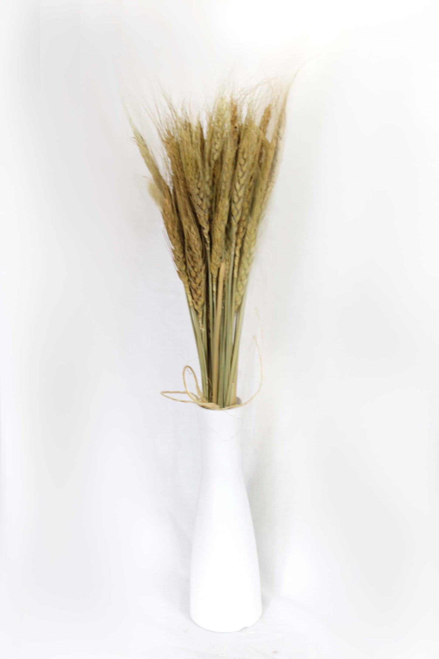 Dried Wheat Stalks