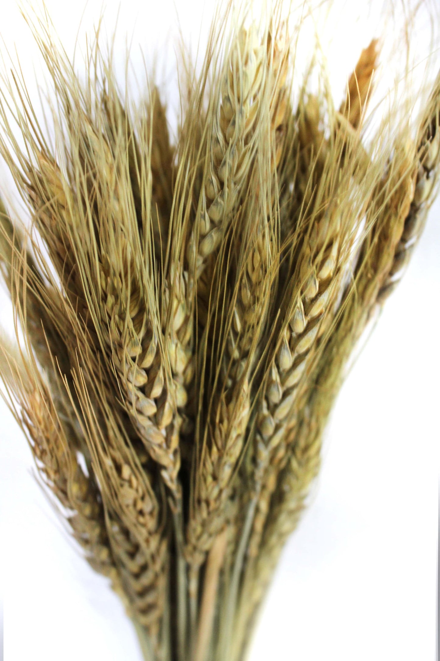 Dried Wheat Stalks