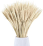 Dried Wheat Stalks